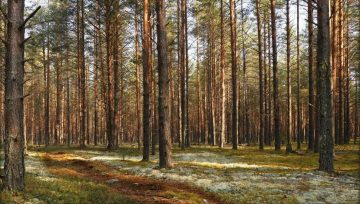 Ярославле начнётся обработка городских территорий от клещей