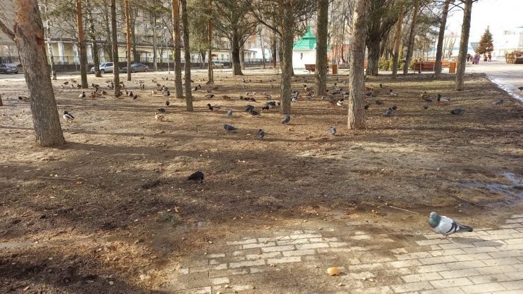 Брагинские утки признаны безопасными
