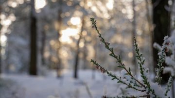 Иней на ветке в ожидании зимы