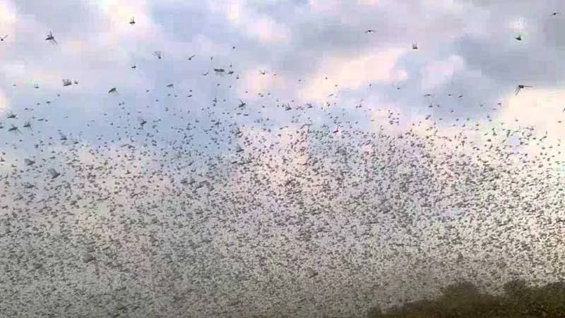 Комары и медведи угрожают Центральной России после апрельских снегопадов