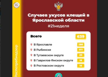 В Ярославле выросло количество покусанных клещами