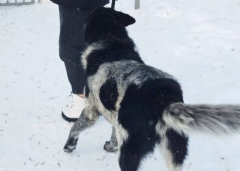 В Ярославской области владелец злых собак получил предостережение